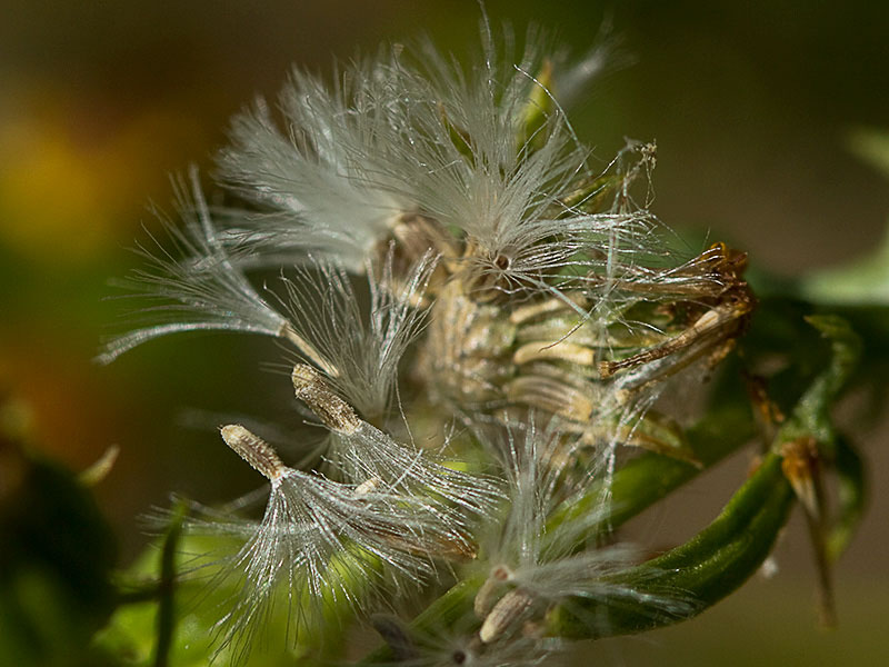 Vilano de la Arnica (Senecio Jacobaea)