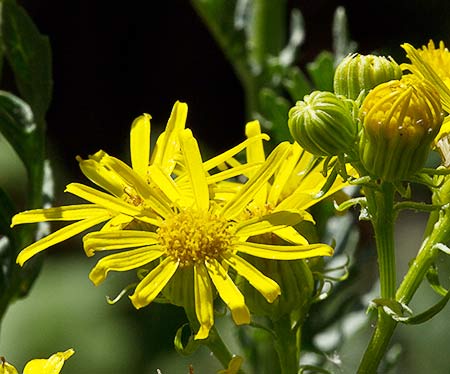 Flor de Senecio Jacobeo