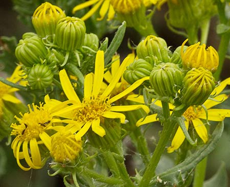 Senecio jacobeo (Senecio jacobaea)