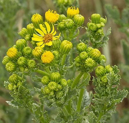 Ramillete de flores de la hierba de Santiago o arnica (Senecio jacobaea )