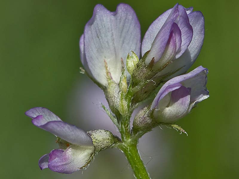 Astrágalo pelecinus