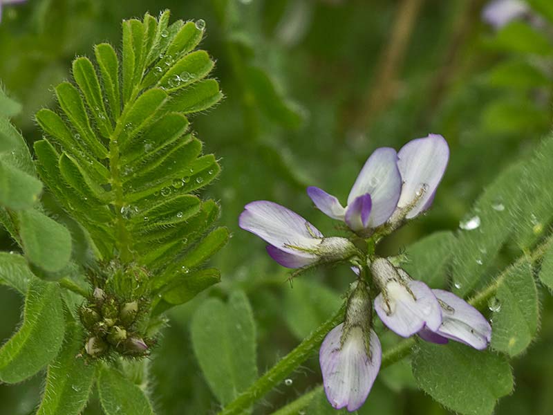 Astrágalo pelecinus, Serradilla