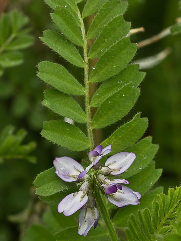 Astrágalo pelecinus, Serradilla