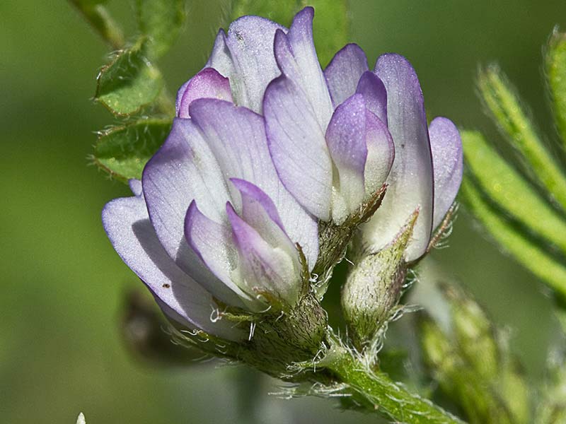 Astrágalo pelecinus, Serradilla
