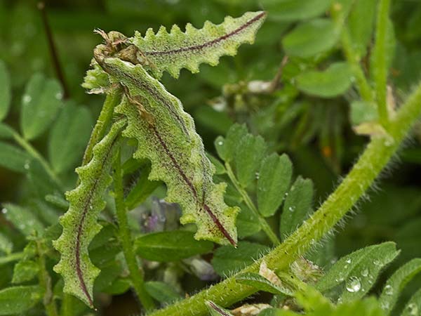 Astrágalo pelecinus, Serradilla
