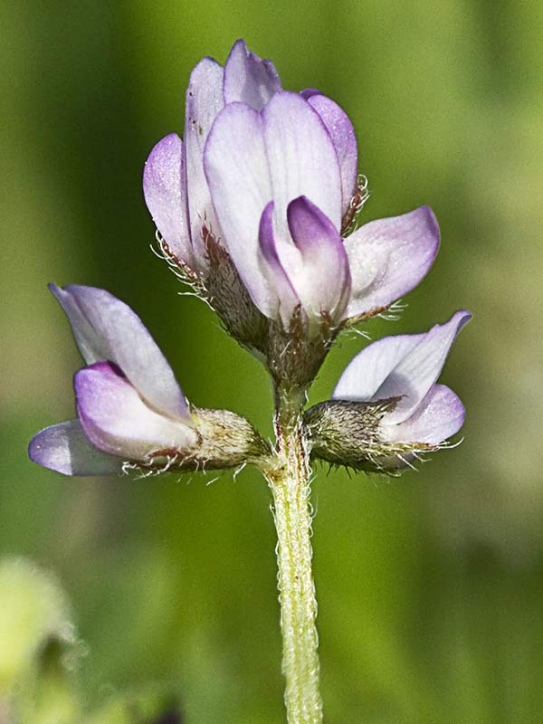 Astrágalo pelecinus, Serradilla