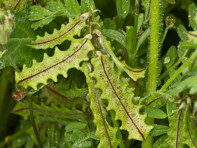 Astrágalo pelecinus, Serradilla