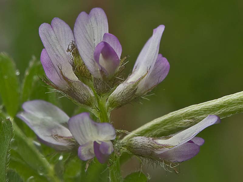 Astrágalo pelecinus, Serradilla
