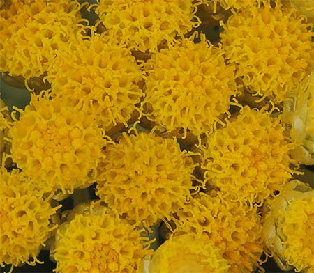 Siempreviva (Helichrysum stoechas)