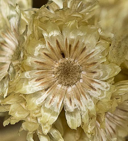 Helichrysum stoechas