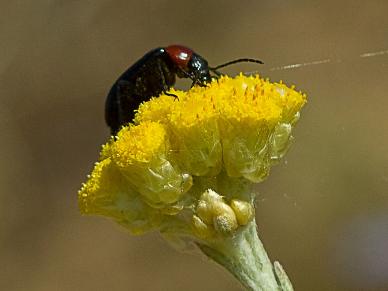 Siempreviva (Helichrysum stoechas)