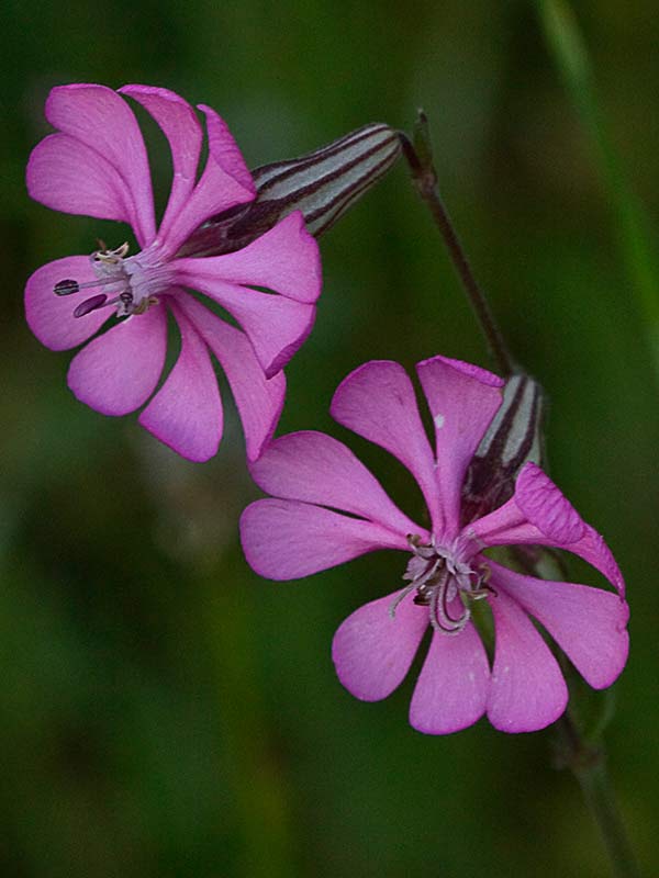 Inflorescencia de la Silene colorata