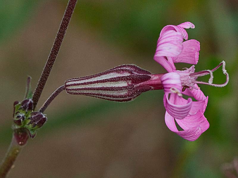 Inflorescencia de la Silene colorata