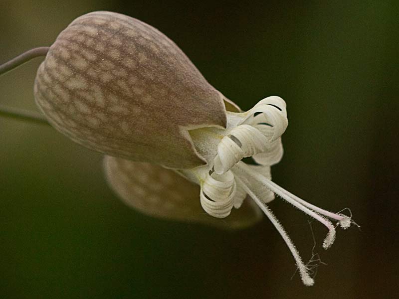 Colleja (Silene vulgaris)