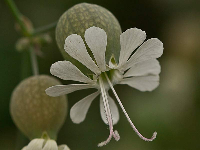 Colleja (Silene vulgaris)