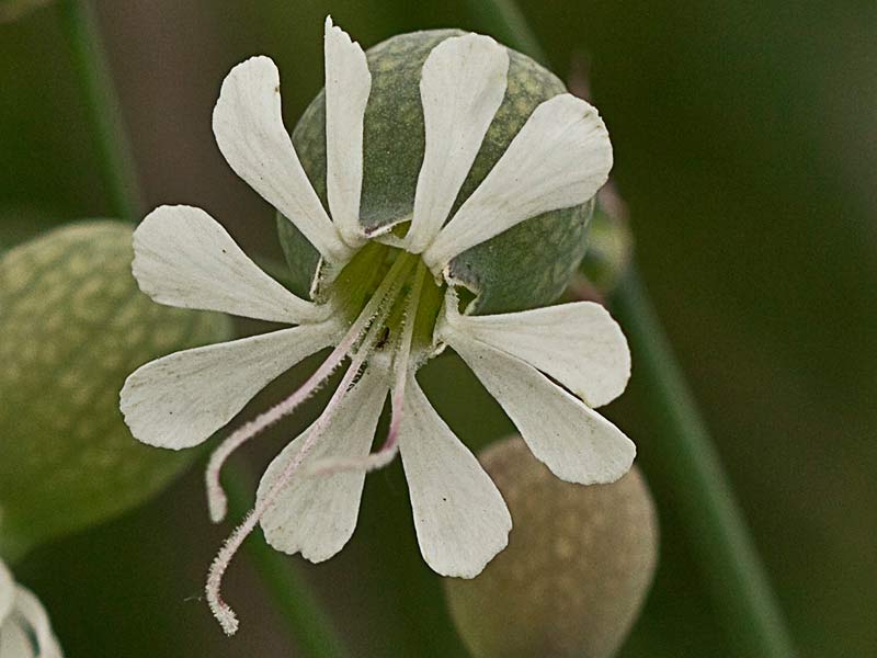 Colleja (Silene vulgaris)