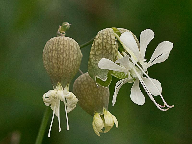 Colleja (Silene vulgaris)