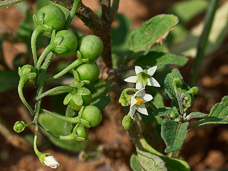 Fruto del tomatillo, Solanum nigrum
