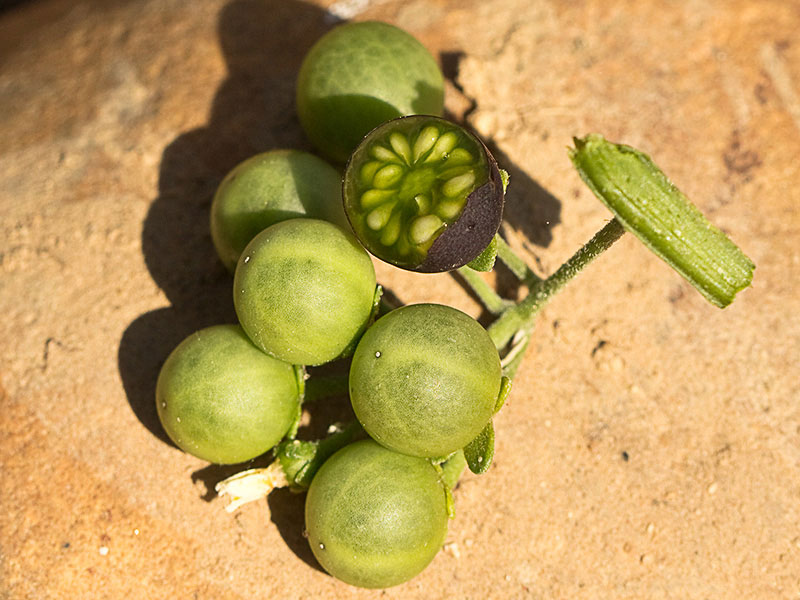 Fruto del tomatillo, Solanum nigrum