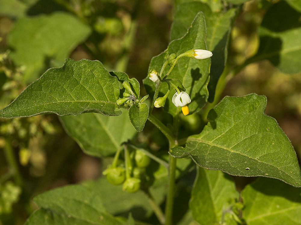 Mata del tomatillo, Solanum nigrum