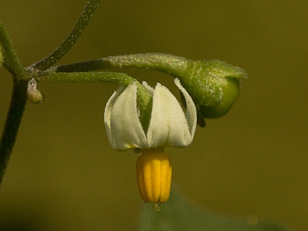 Flor del tomatillo, Solanum nigrum