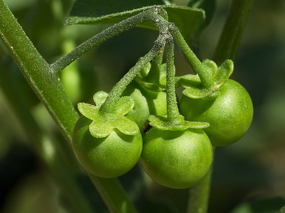 Fruto del tomatillo, Solanum nigrum