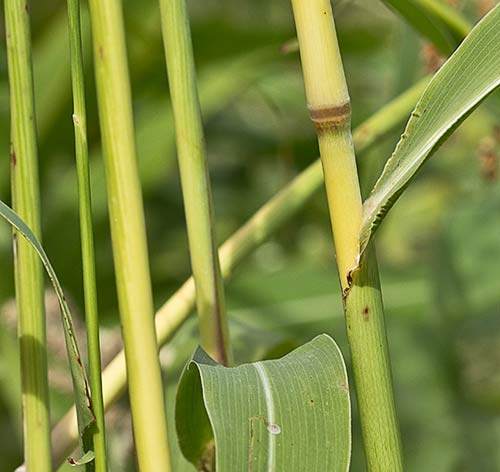 Sorgo (Sorghum bicolor)