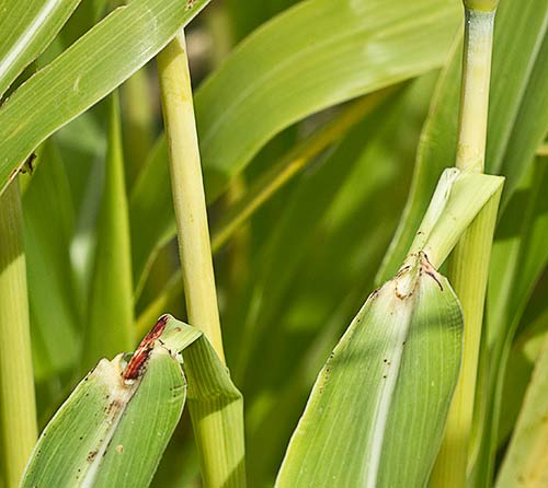 Sorgo (Sorghum bicolor)