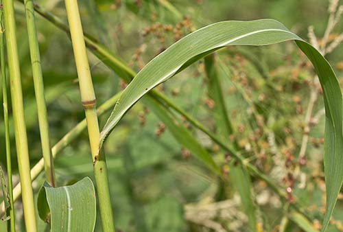 Sorgo (Sorghum bicolor)