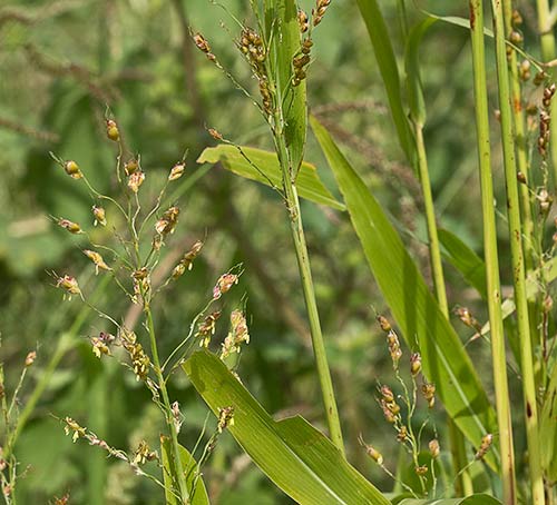 Sorgo (Sorghum bicolor)