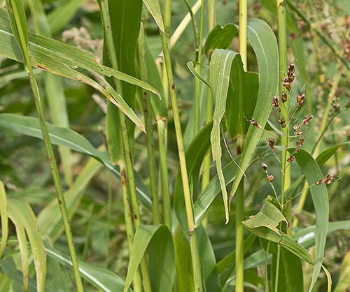 Sorgo (Sorghum bicolor)
