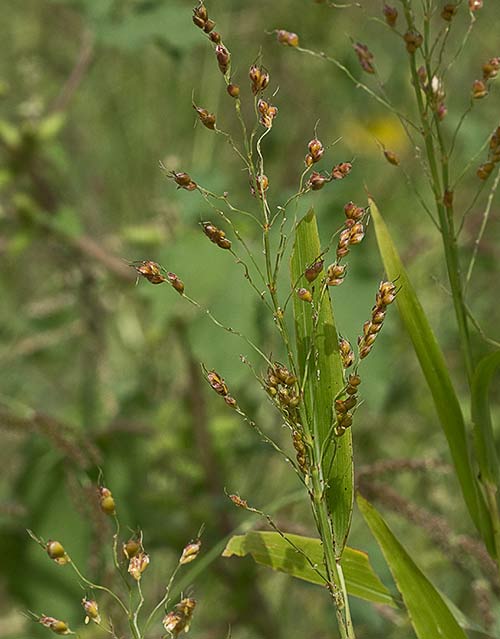 Sorgo (Sorghum bicolor)