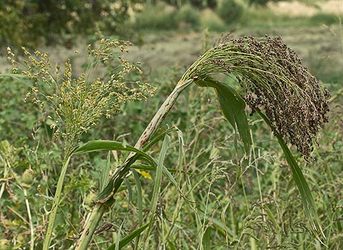 Sorgo (Sorghum bicolor)