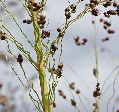 Sorgo (Sorghum bicolor)