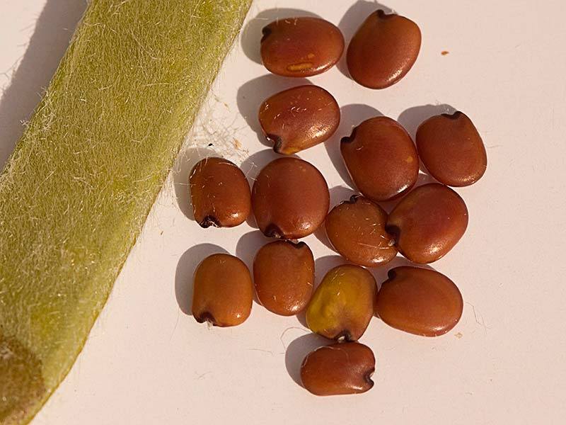 Semillas de la Retama de olor (Spartium junceum), fruto