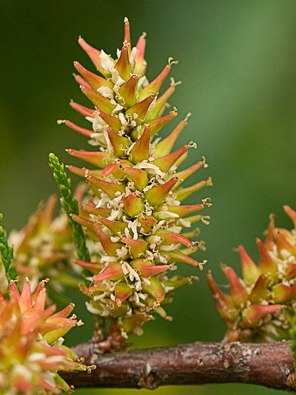 Fruto de la Atalfa de flor blanca (Tamarix canariensis )
