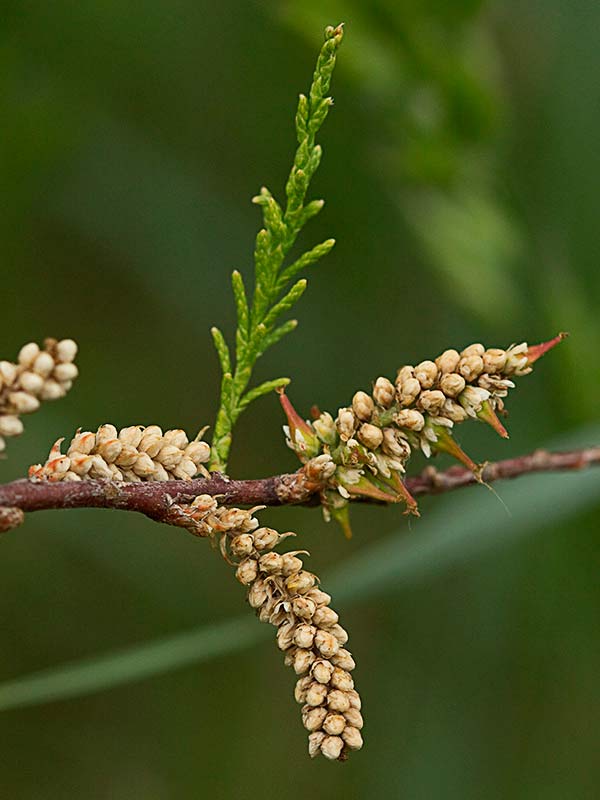 Atalfa de flor blanca (Tamarix canariensis )