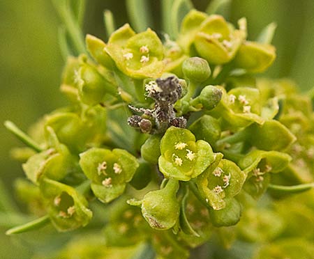 Flores de la tamuja