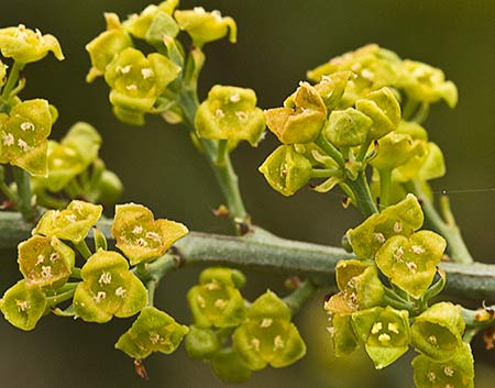 Inflorescencia de la tamuja