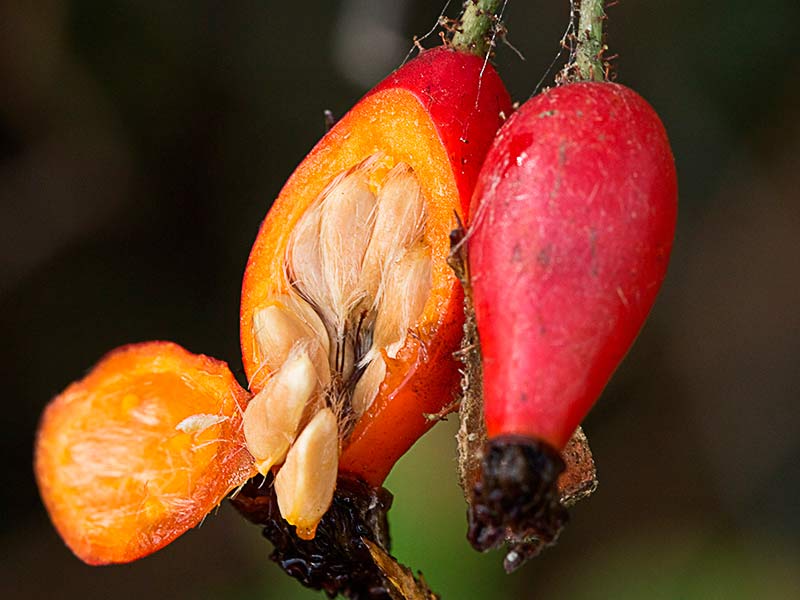 Úrnula con pelos y semillas del tapaculos, Rosa canina