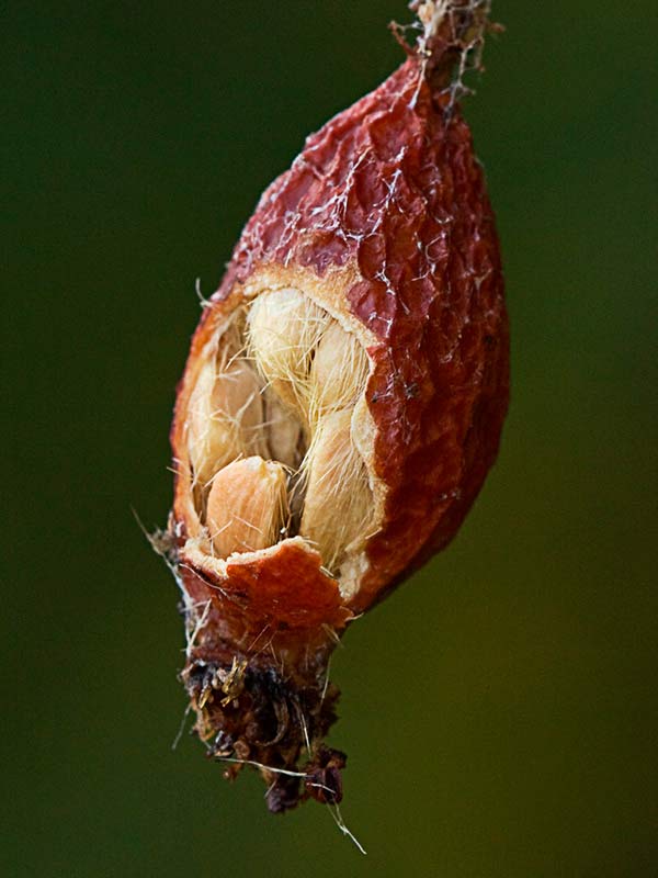 Úrnula con pelos y semillas del tapaculos, Rosa canina