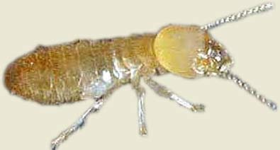 Termita