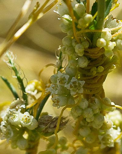 Tiña (Cuscuta campestris)