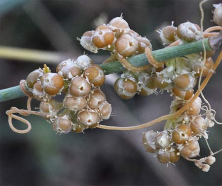Ramillete de Tiña (Cuscuta campestris)