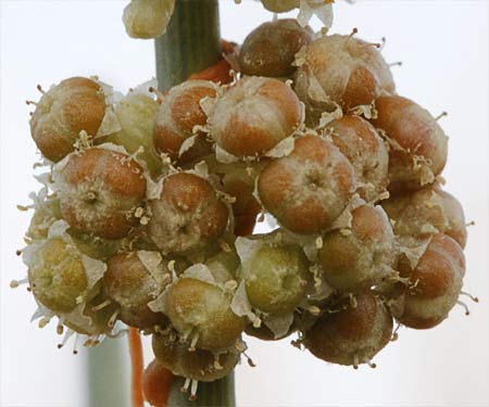 Fruto de la tiña (cuscuta campestris)