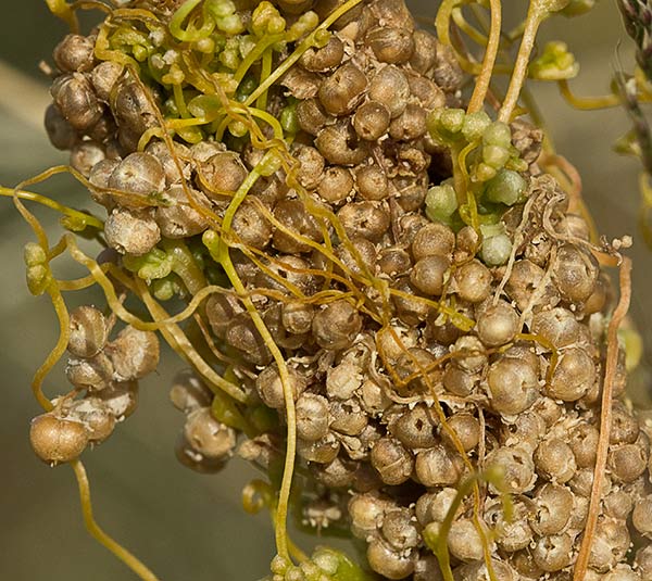 Tiña (Cuscuta campestris)