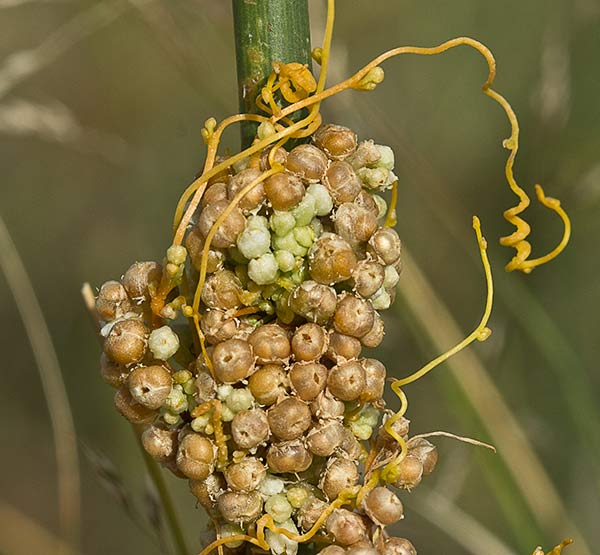 Tiña (Cuscuta campestris)