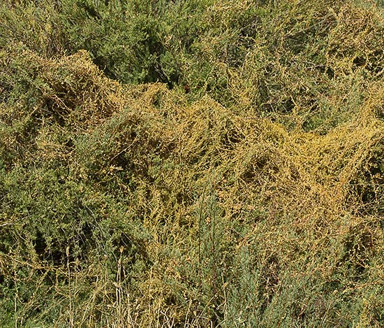 Tiña (Cuscuta campestris)