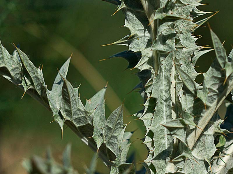Tallo de la Toba, cardo borriquero (Onopordum illyricum), tallo