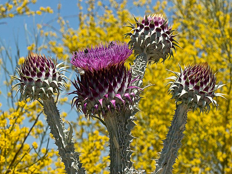 Toba, cardo borriquero (Onopordum illyricum), capítulos